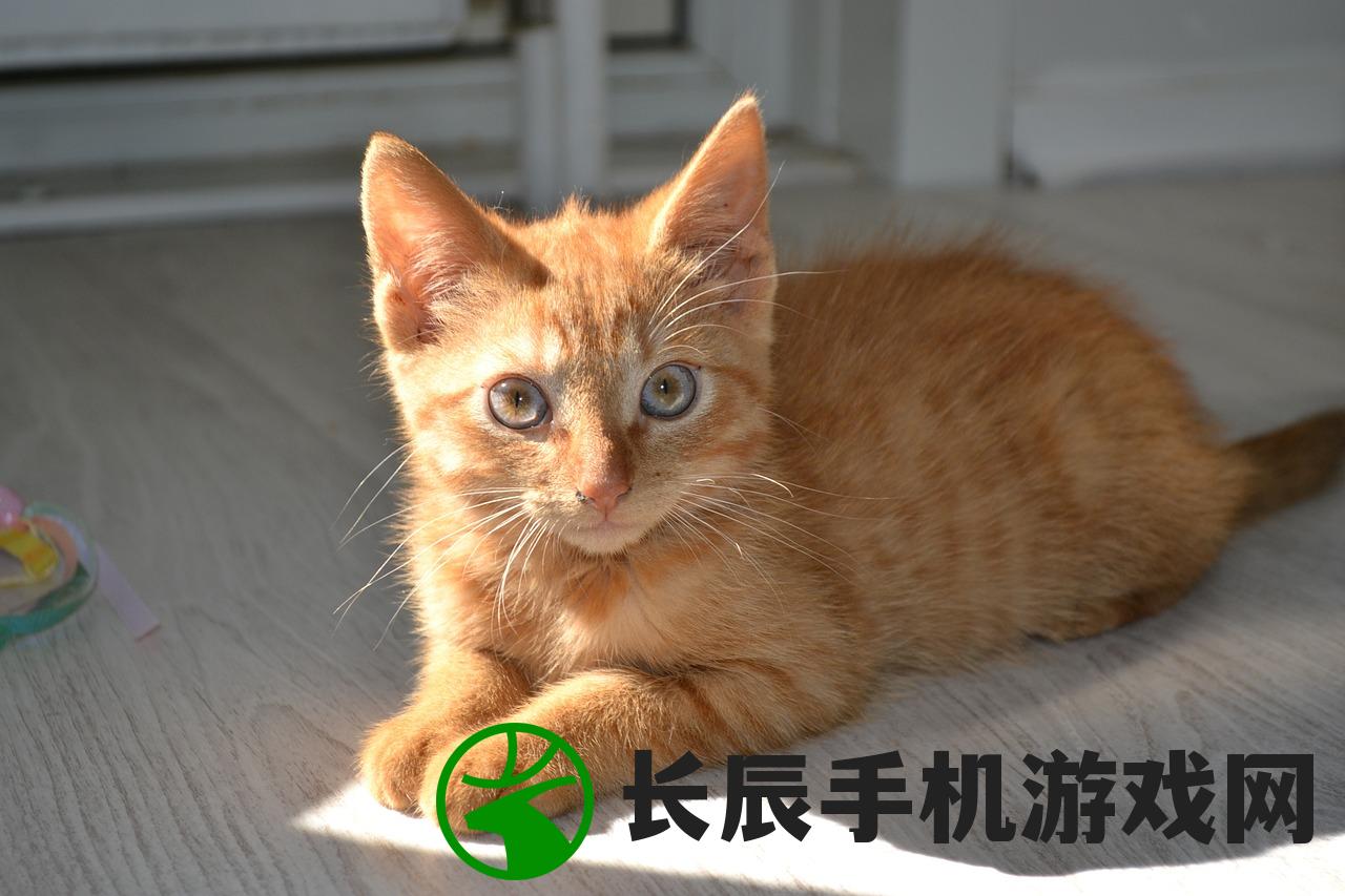 (挠痒痒的猫搞笑视频)让猫咪疯狂欢乐的专属游戏盘点：挠痒痒、追光点、藏猫猫等