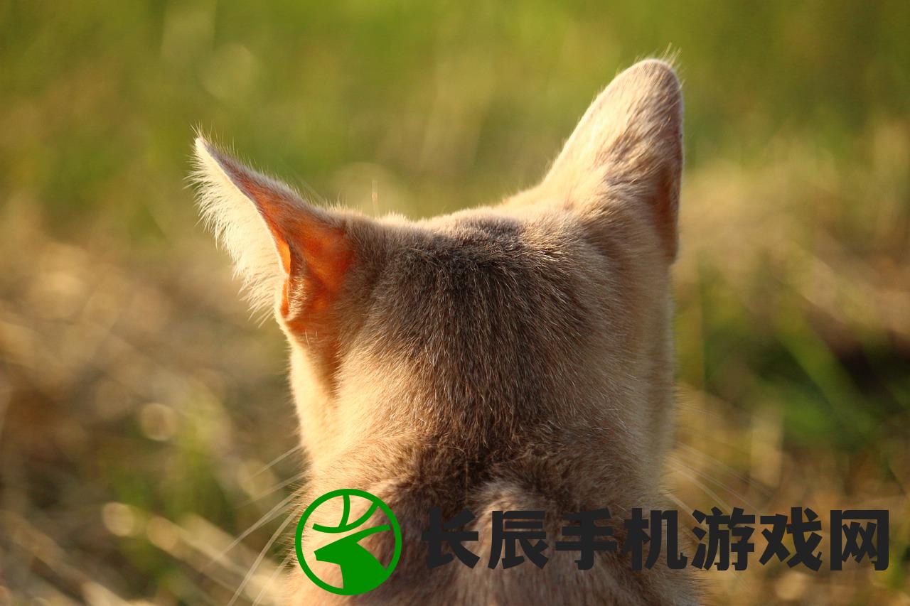 (《遇见你的猫》官网)遇见你的猫官方版：探索与猫相遇的奇妙世界